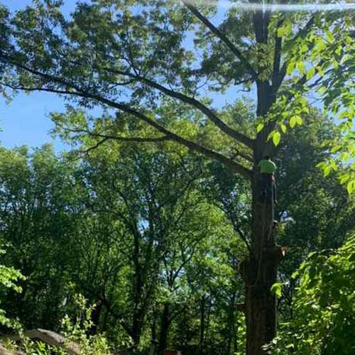 Tree Services